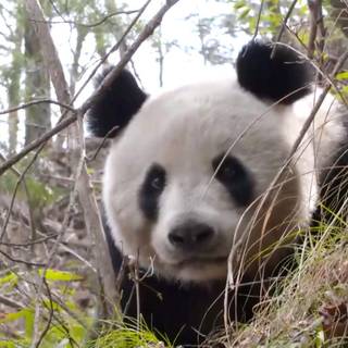 Panda cub wallpaper