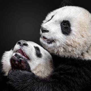 Panda cub wallpaper
