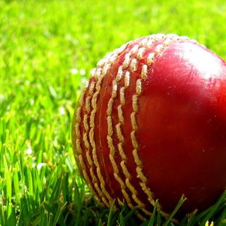 All cricket wallpaper