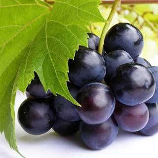 Purple grapes wallpaper