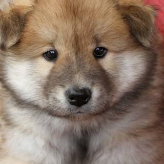 Fluffy puppy wallpaper