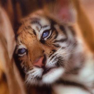 Cute baby tigers wallpaper