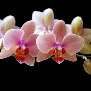 Orchids wallpaper