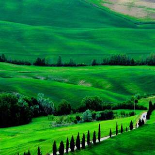 Green nature wallpaper