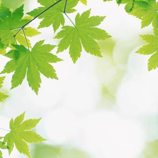 Green nature wallpaper