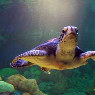 Sea turtle wallpaper