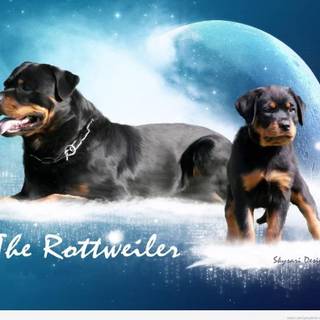 Rottweilers wallpaper