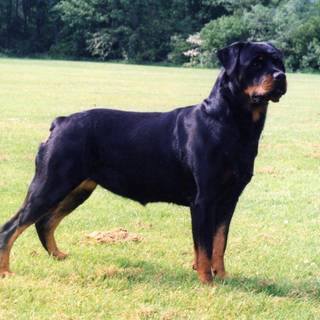Rottweilers wallpaper