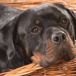 Rottweilers wallpaper