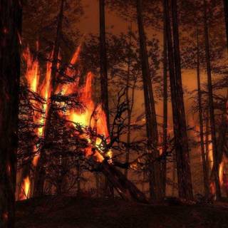 Burning forest wallpaper