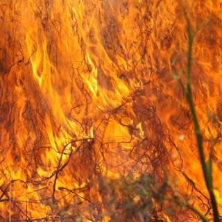 Burning forest wallpaper