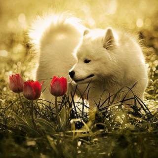 Cute wolfs wallpaper