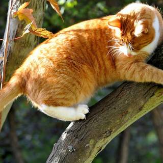 Orange cat wallpaper