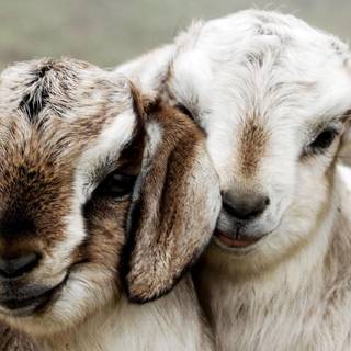 Animals in love wallpaper