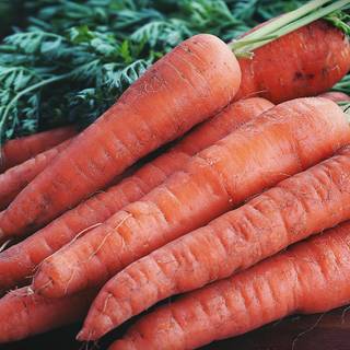 Carrots wallpaper