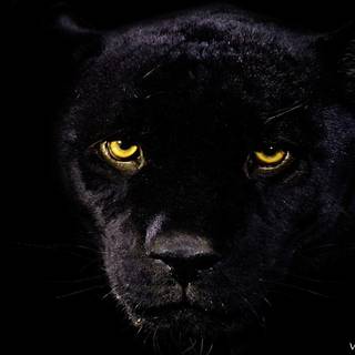 Cool panther wallpaper