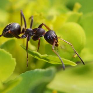 Ant wallpaper