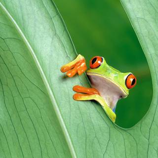 Frogs wallpaper