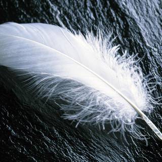Feathers wallpaper