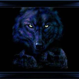 Night wolf wallpaper