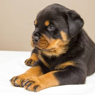 Rottweiler wallpaper