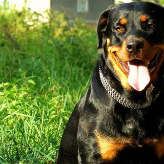 Rottweiler wallpaper