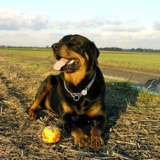 Rottweiler wallpaper