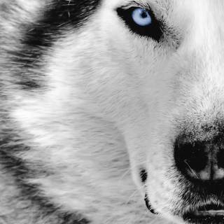 Husky wallpaper