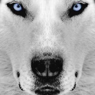 Husky wallpaper