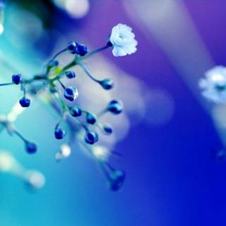 Blue flowers wallpaper