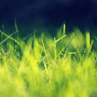 Grass wallpaper
