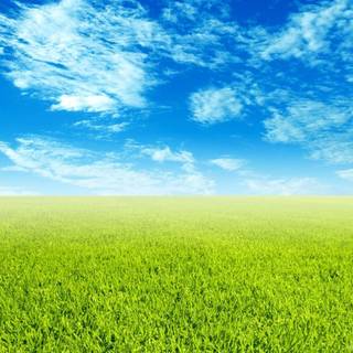 Grass wallpaper