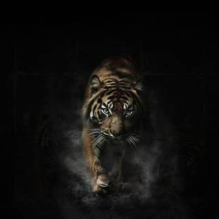 Baby tiger wallpaper