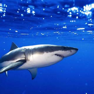 Shark wallpaper