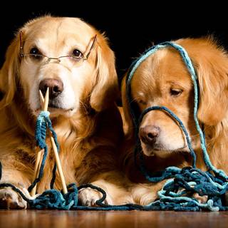 Golden Retriever wallpaper