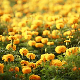 Yellow flowers wallpaper