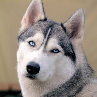 Siberian Husky wallpaper