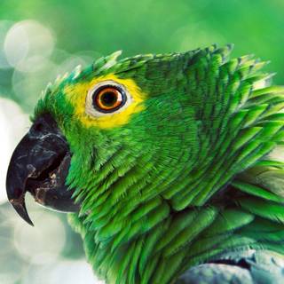 Parrot wallpaper