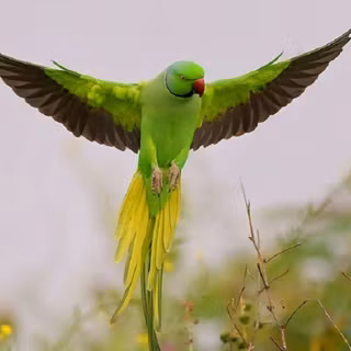 Parrot wallpaper