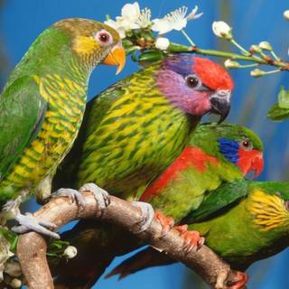 Parrot wallpaper