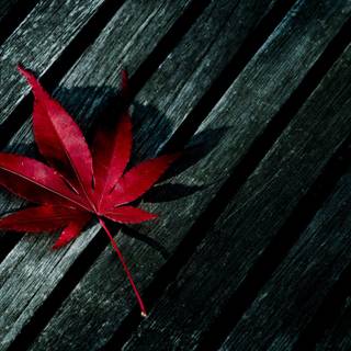 Leaf wallpaper