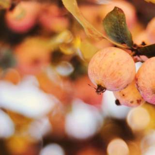 Apple tree wallpaper