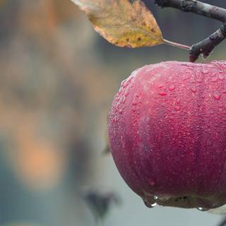 Apple tree wallpaper