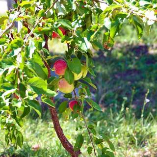 Apple tree wallpaper
