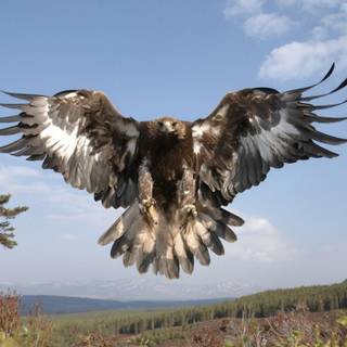 Golden eagle wallpaper