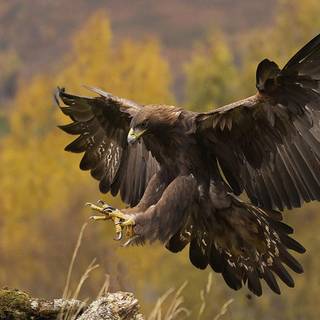 Golden eagle wallpaper