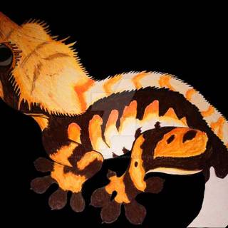 Crested gecko wallpaper