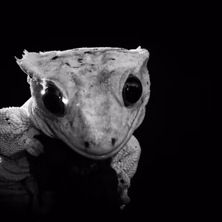 Crested gecko wallpaper