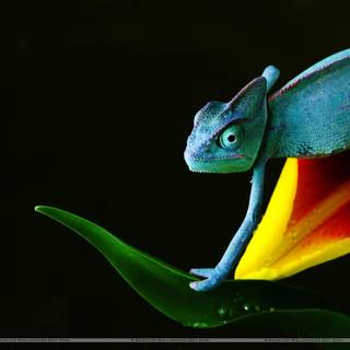 Chameleon wallpaper