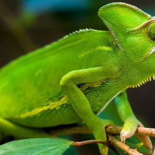 Chameleon wallpaper